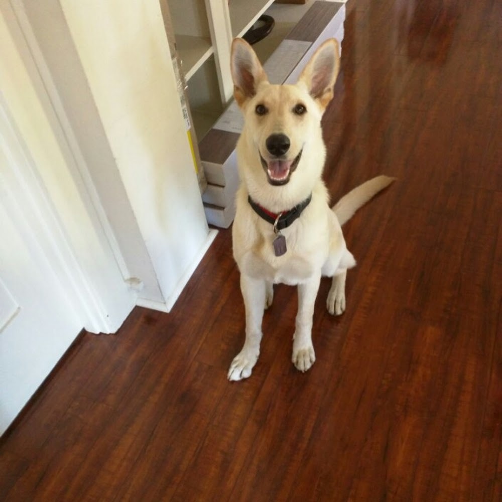 Meet your Posher, Laila